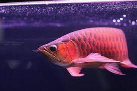 Rp 200.000 jual ikan louhan srd boom head size 7cm. Arwana Super Red Digemari Warga Malaysia Tribun Sumsel
