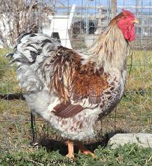 T he wyandotte chicken originated in the eastern united states of america. Wyandotte Faq North Star Poultry