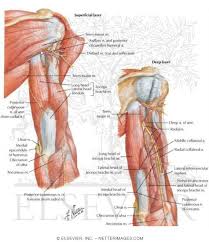 Human muscle system, the muscles of the human body that work the skeletal system, that are under voluntary control, and that are concerned with movement, posture, and balance. Arm Muscles With Portions Of Arteries And Nerves Muscles Of Arm Posterior View