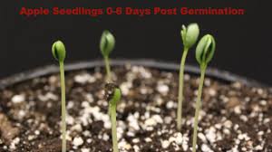 A youtuber named skunk1berri created a video showing a timelapse of the growth of a cannabis plant, from a seed all the way until harvest. Timelapse Video Showing Growth 0 6 Days Of Apples Seedlings From Seeds Youtube