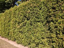 Hedges can't be planted on borders adjacent to crops, packed dirt, or arched walls. Thuja Occidentalis Brandon Brandon Cedar Camson Creek Cedars