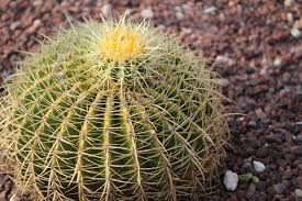 Barrel cactus flowers always grow at the top of the plant. Barrel Cactus Vs Saguaro Cactus What S The Difference