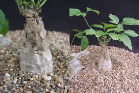 Image result for Momordica boivinii