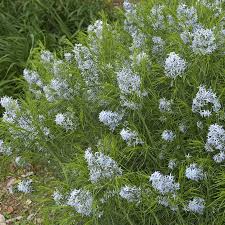 Check spelling or type a new query. Amsonia Arkansas Blue Star