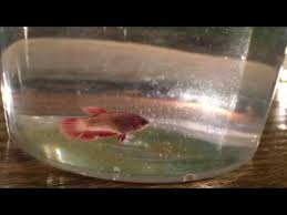 The peacock is seen as a legendary bird that wards off evil. New Female Baby Betta Youtube