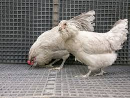 Maybe you would like to learn more about one of these? Lavender Ameraucana Chicks For Sale Chickens For Backyards