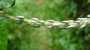 Image result for Achyranthes