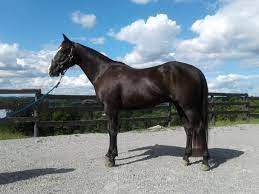 Quarter Horse For Sale In Ohio Horses Quarter Horses For Sale Horses For Sale