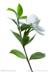 Pin By Adel Farag On Flowers Jasmine Drawing Jasmine Flower Flowers