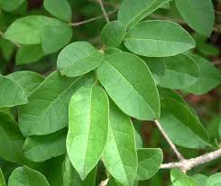 Image result for Schrebera trichoclada