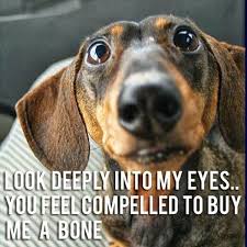If you are a cat person you can see our cat memes, or if you are a dog lover check out our dog memes here. The 60 All Time Best Funny Animal Pictures With Captions