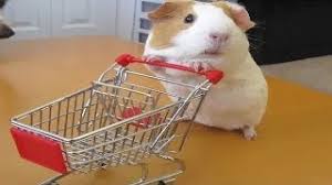 But your walls are better. Funny And Cute Guinea Pig Videos Compilation 2020 Youtube