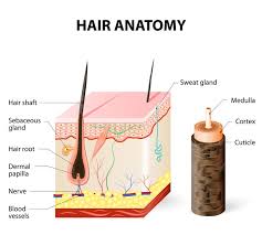 Vitamin d deficiency can result from inadequate exposure to sunlight; Can A Vitamin D Deficiency Cause Hair Loss Sophisticated Edge