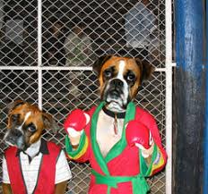 Bilder finden, die zum begriff boxer hund passen. Boxer Hund Stupidedia