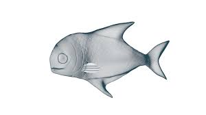 Pin On Fishing Strategies