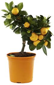 The best times to feed your trees are the spring and summer. Orange Tree Container Care Can You Grow Oranges In A Pot Fruit Trees In Containers Potted Trees Orange Plant