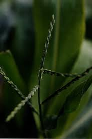 Image result for Moorochloa eruciformis