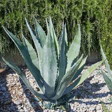 Image result for Agave americana