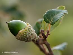 Image result for Quercus suber