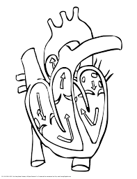 So now i can just print out these pages and let them color to their hearts content. Anatomy Coloring Pages Heart Coloring Home