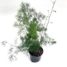 Image result for Asparagus macowanii