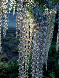 Image result for Allophylus tanzaniensis