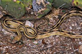 Adults have a copper colored head and neck. Snakes Landing Page Big Bend National Park U S National Park Service