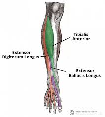 Anterior, lateral, superficial posterior, and the tibialis anterior is a superficial muscle in the anterior compartment of the leg. Muscles Of The Leg Anterior Lateral Posterior Teachmeanatomy