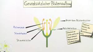 Die Blute Aufbau Und Funktion I Inkl Ubungen