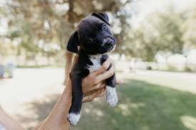 Then take care of all the cute puppies every day and keep them happy each level. Hearts For Paws