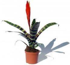 Poisonous plants, best plants for pets. Flaming Sword Bromeliad Plant Vriesea Splendens