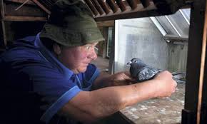 How Lilly The Racing Pigeon Found Her Way Home After She D Gone Missing For Two Years Daily Mail Online