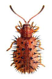 Spiny Leaf Beetle Son Is A Prickly Little Fellow But He Means Well Insekten Kafer Insekt Insekten Bilder