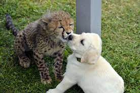 Zoos Are Pairing Cheetahs With Dogs For Emotional Support Support Dog Baby Animals Baby Cheetahs