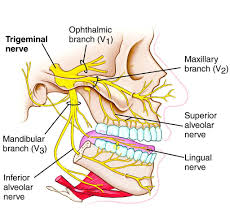 Trigeminal Nerve Innervation Diagram Nerve Anatomy