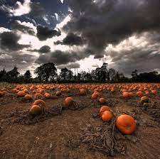 Hdr Photography Pumpkin Field Pumpkin Pumpkin Patch