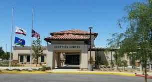 Find a pet you want to meet? Palmdale Animal Care Center 34 Photos 36 Reviews Pet Adoption 38550 Sierra Hwy Palmdale Ca United States Phone Number Yelp