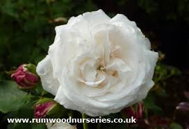 Check spelling or type a new query. Boule De Neige Rose Shrub Potted And Bare Root Roses Available To Buy Online From British Roses