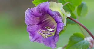 The flowers begin in midsummer in most climates, arising on long, wiry stems that hold surprisingly well when the flowers are cut for the vase. Growing Cobaea Scandens How To Care For The Cup And Saucer Vine