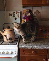 cute cat quotes that will touch your heart deeply cats cute animals i love cats