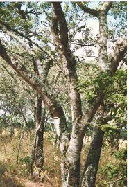 Image result for Brachystegia manga