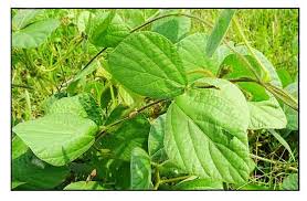 Image result for Calopogonium mucunoides