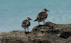 Image result for Entada arenaria