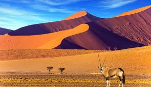 There are 297 namibian desert for sale on etsy, and they cost $26.70 on average. Surviving In The Namib Desert