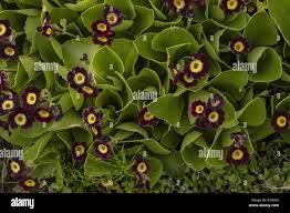 Image result for Primula x pubescens