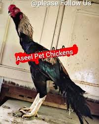 4 fighter aseel murga aur 4 mianwali nasal ki aseel madian for sale. Zaiii Khan Zaiiikhan Profile Pinterest