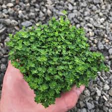 Image result for Lotus corniculatus