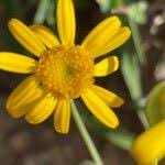 Image result for Emilia discifolia