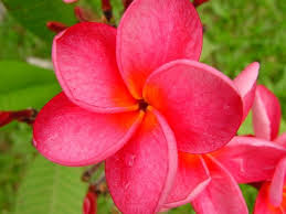 Plumeria Rubra Google Search Flower Essences Australian Flowers Frangipani