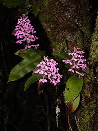 Image result for Cynorkis summerhayesiana